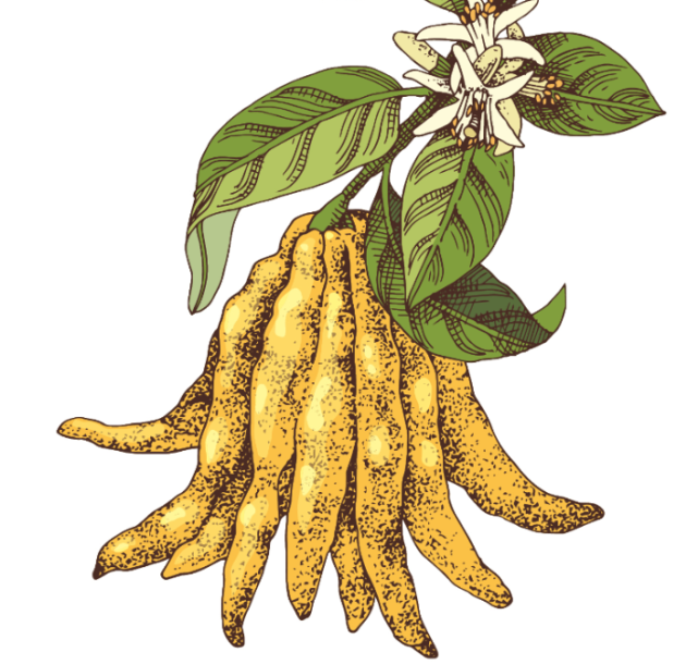 香橼与佛手柑的亲缘关系香橼在西方文化中的影响比较大.