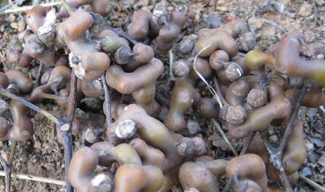 在农村不起眼的"拐枣",其实是"宝",看到后可采摘一些