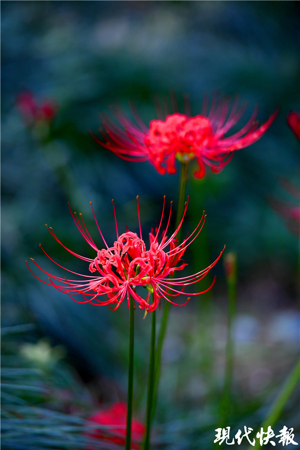 初秋最美的一场烟火!南京多景区彼岸花开
