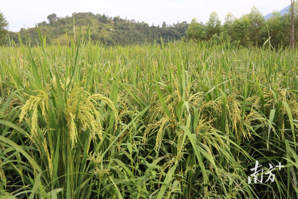 河源市紫金县试种旱稻大获成功亩产千斤推广种植400亩即将收割