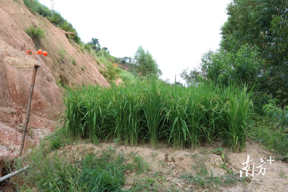 河源市紫金县试种旱稻大获成功亩产千斤推广种植400亩即将收割