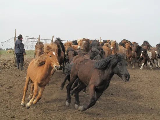 马种百科蒙古马百岔铁蹄马