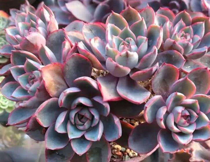 秋天养盆多肉赫拉出状态美极了养成群生肉墩子适合新手