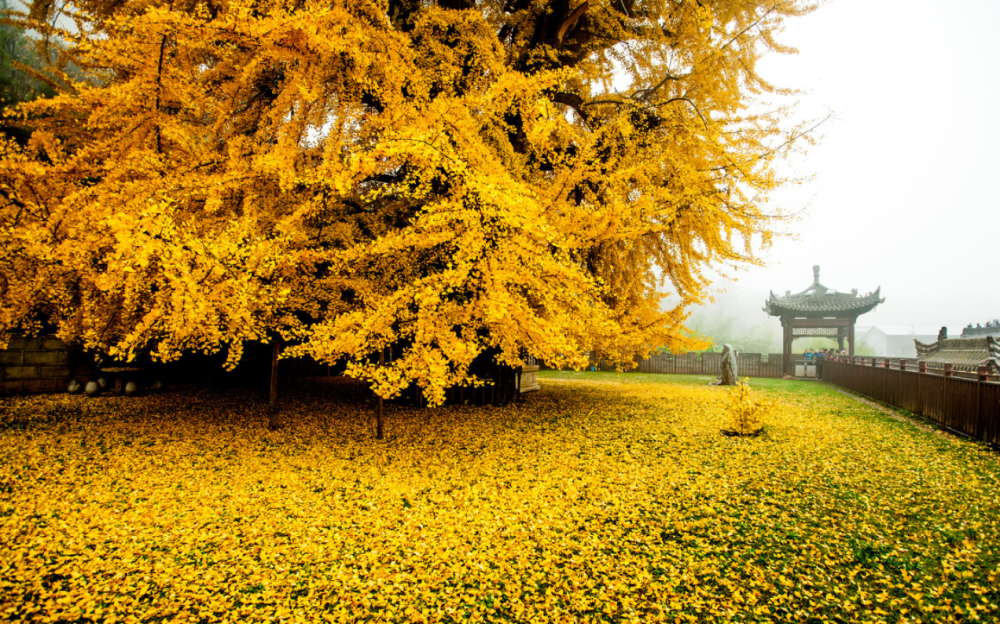 中国的国树是银杏吗郭沫若此树故乡只有中国是植物圣者