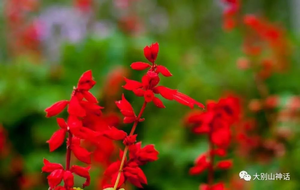 宗家源:一串红花,素馨花