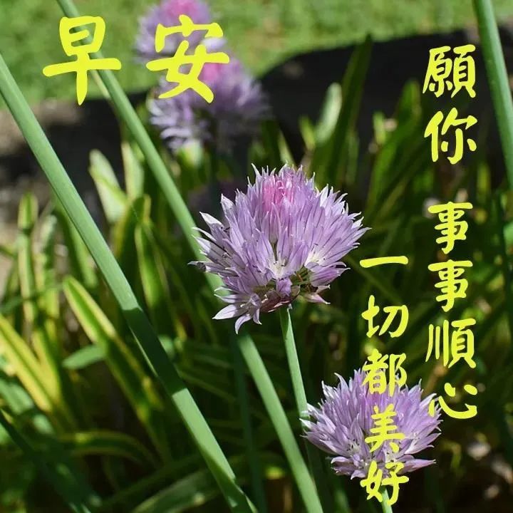 创意好看的早上好祝福表情问候图片带字早安问候祝福经典句子