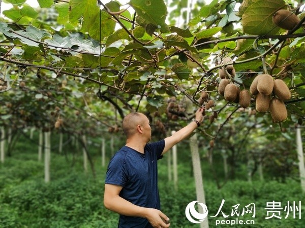 农视网致富经_农视网致富经_农视网致富经