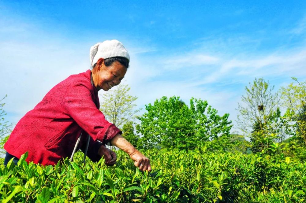 品味遵义 · 静听时光 | 遵义有佳戏 采茶悦歌舞