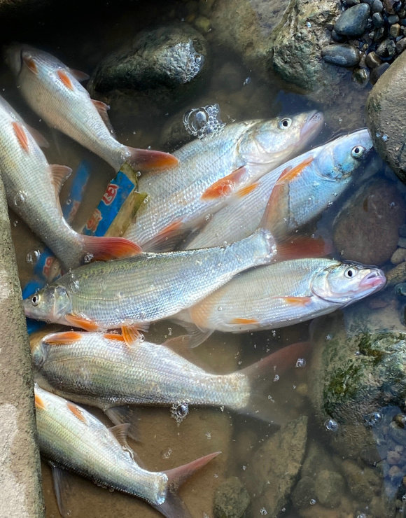 江西钓鱼人爆钓红尾鱼后在网上炫耀,网友怒喷:应该