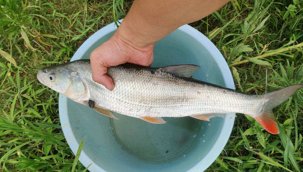 江西钓鱼人爆钓红尾鱼后在网上炫耀,网友怒喷:应该