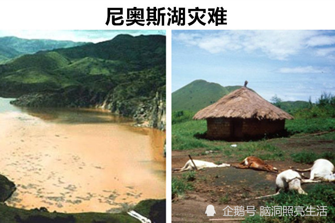 3,尼奥斯湖灾难指挥官报告说他无法识别这个生物,但看起来像鳄鱼,体长