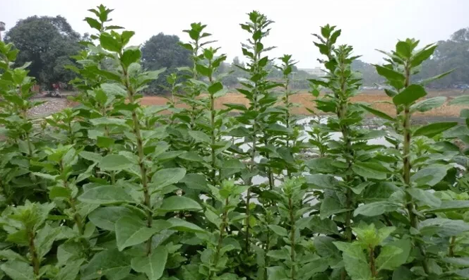 枸杞菜的常見病害有哪些怎樣防治答案來了