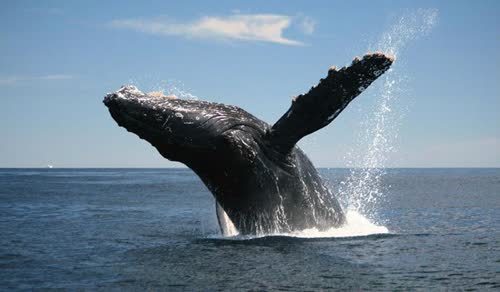 秦始皇在山东射杀的"蛟鱼",是何物种?考古队在明定陵找到答案