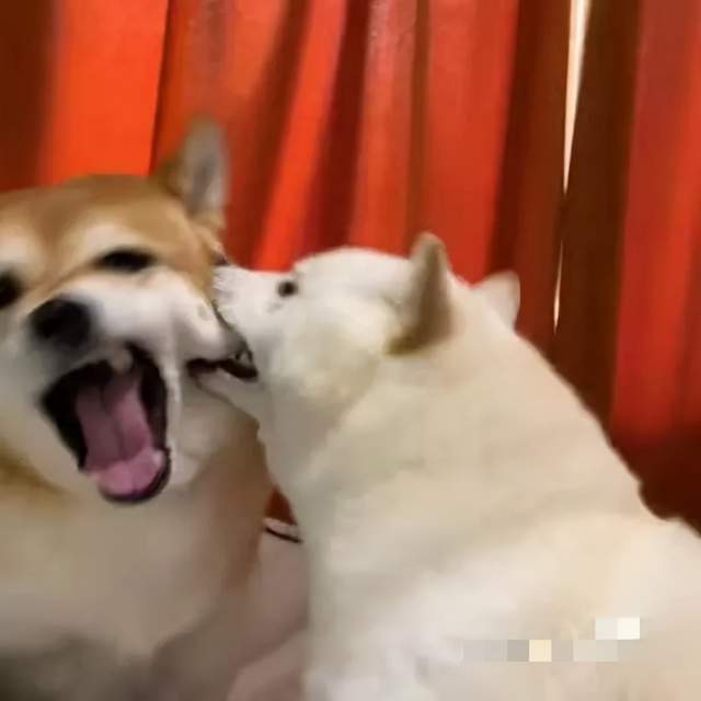 狗咬人图片表情包图片