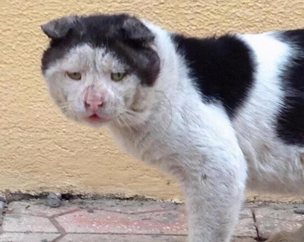 猫咪拍戏,却被网友怀疑带资进组?