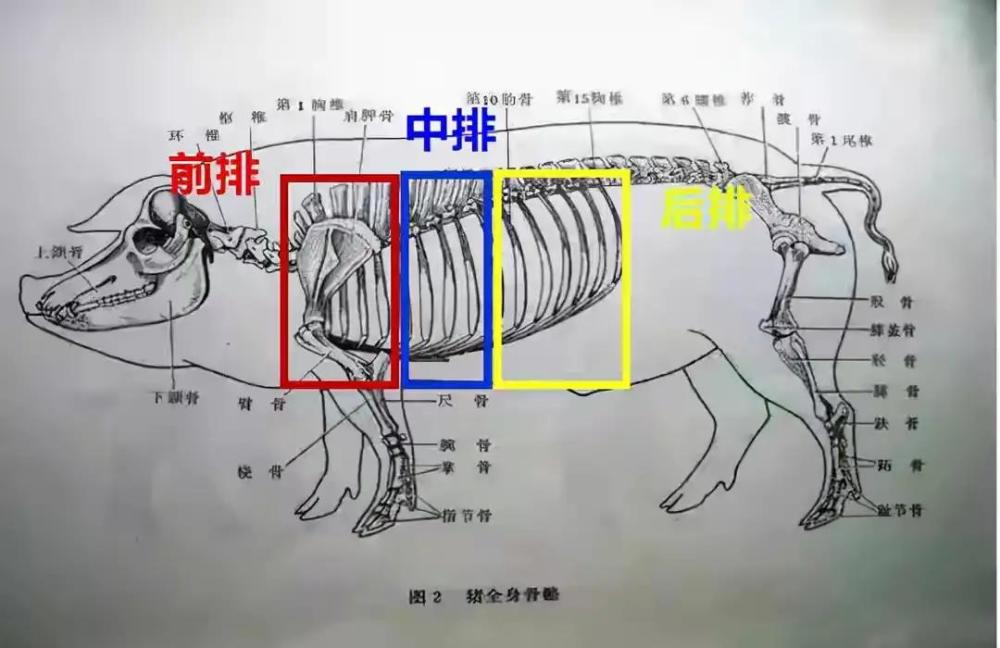 猪腿横截面解剖图-千图网