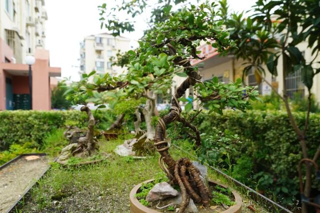 历时5年这位老人在小区打造了一个微型盆景园