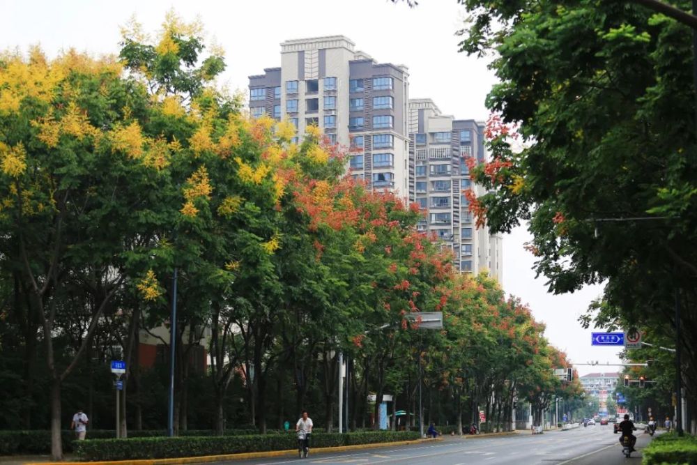 栾树开花一城秋,等你来邂逅!_腾讯新闻