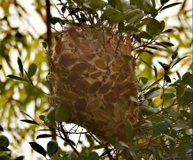 吃了云南蚂蚁蛋,才了解祖先食谱的魔幻