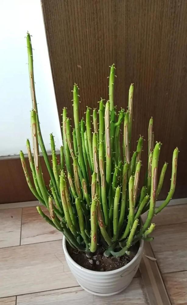 超萌多肉植物"光棍树"有毒吗?能养家里吗?种植需要注意什么?