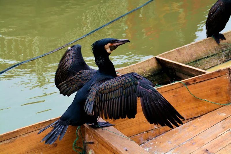 不知丰县复新河上的"鱼鹰",还有没有?_腾讯新闻