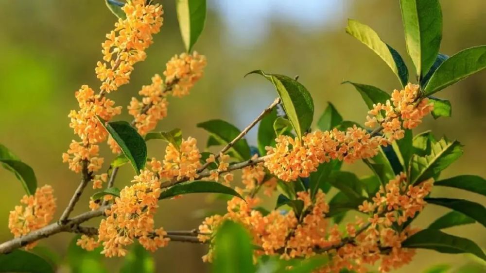 郴州赏桂花地图出炉,公交可直达!中秋国庆安排上!_腾讯新闻