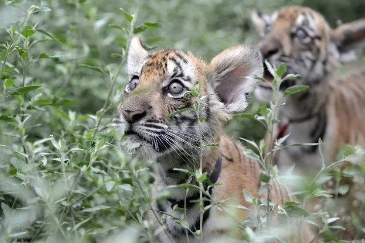 用华南虎控制信阳十万头野猪对提升信阳鸡公山知名度效果咋样