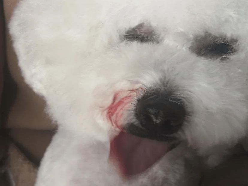 狗狗去完宠物店回来 就开始不吃不喝了 了解原因后女子快气哭了 腾讯新闻