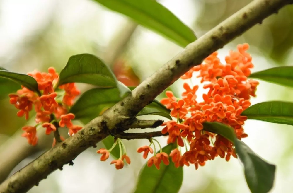 【高清组图】云南绥江:金秋时节桂花香_腾讯新闻