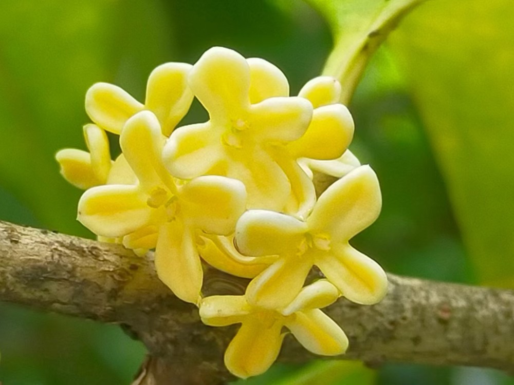 【高清组图】云南绥江:金秋时节桂花香_腾讯新闻