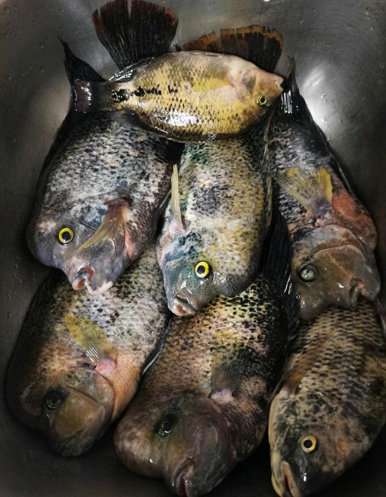 海南河道冲来许多肿头鱼有人钓了许多网友长得属实恶心