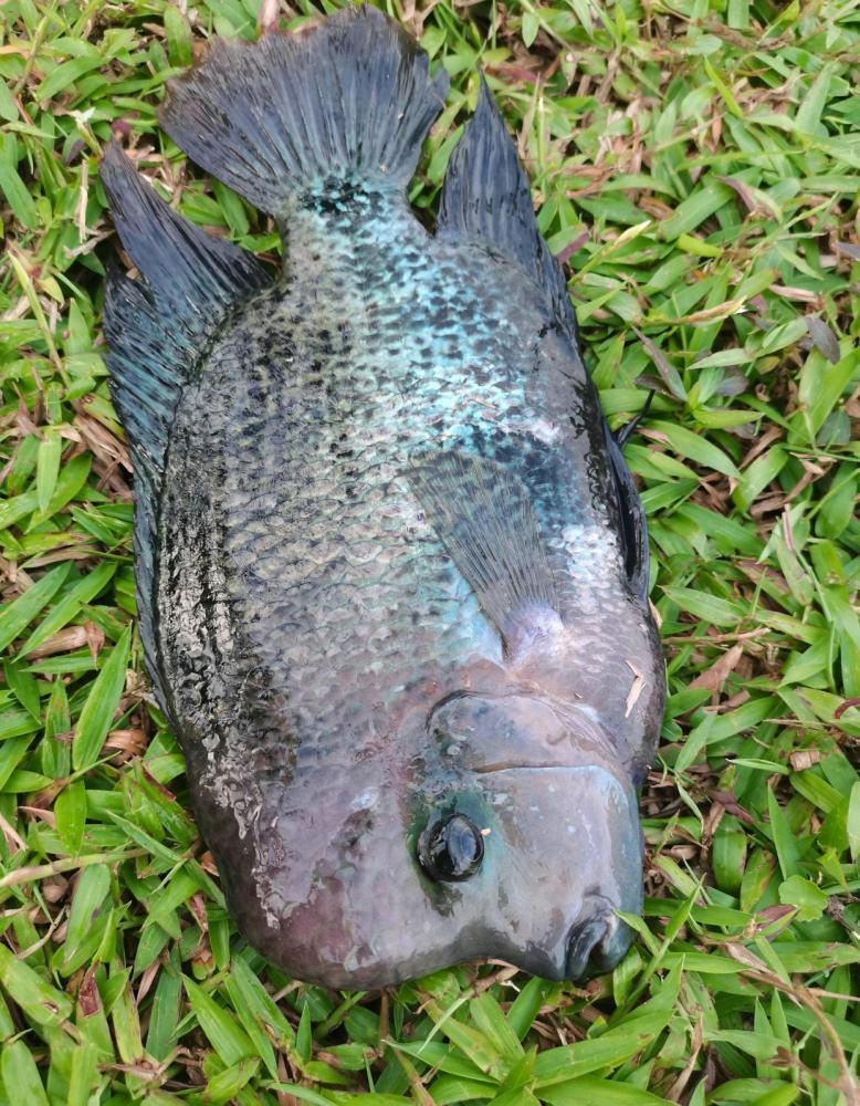 海南河道冲来许多肿头鱼有人钓了许多网友长得属实恶心