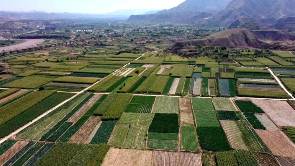 乡村振兴永靖县西河镇强基础优布局推进高原夏菜产业高质高效发展