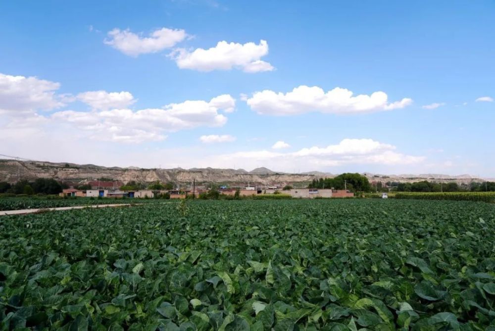 乡村振兴永靖县西河镇强基础优布局推进高原夏菜产业高质高效发展