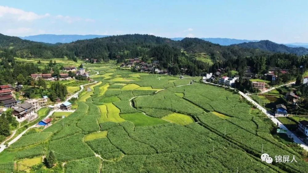 锦屏偶里:高山茭白助农增收