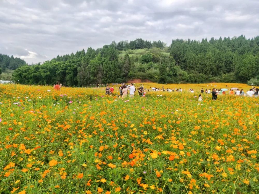 遂宁主城区竟藏有一大片花海!拍照超美!不要门票!_腾讯新闻