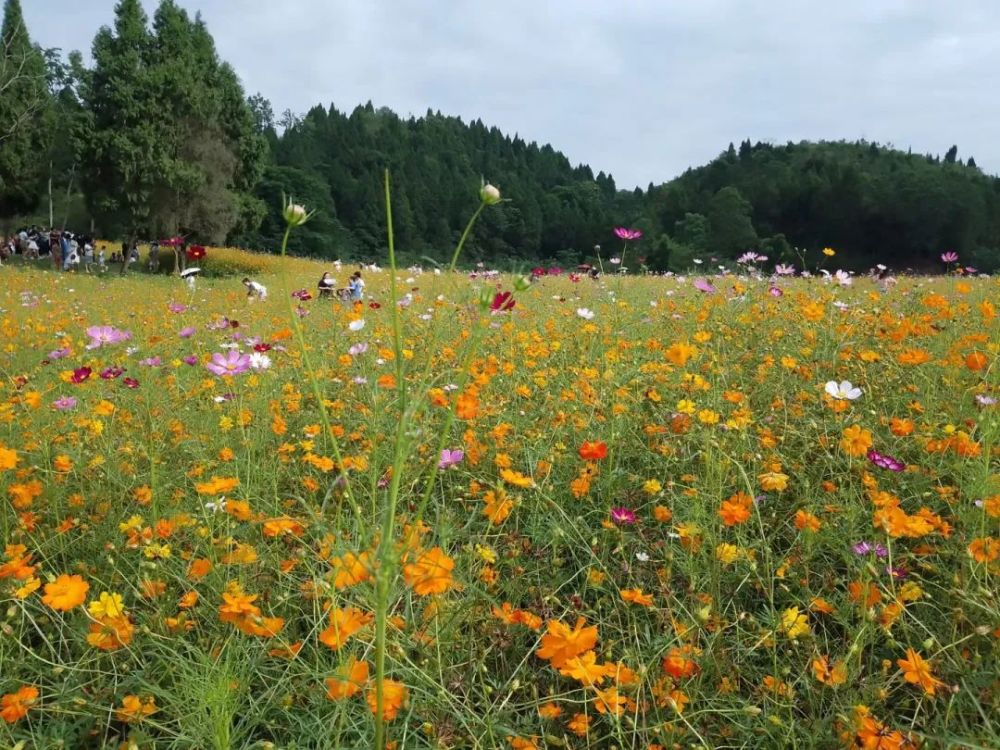 遂宁主城区竟藏有一大片花海!拍照超美!不要门票!_腾讯新闻