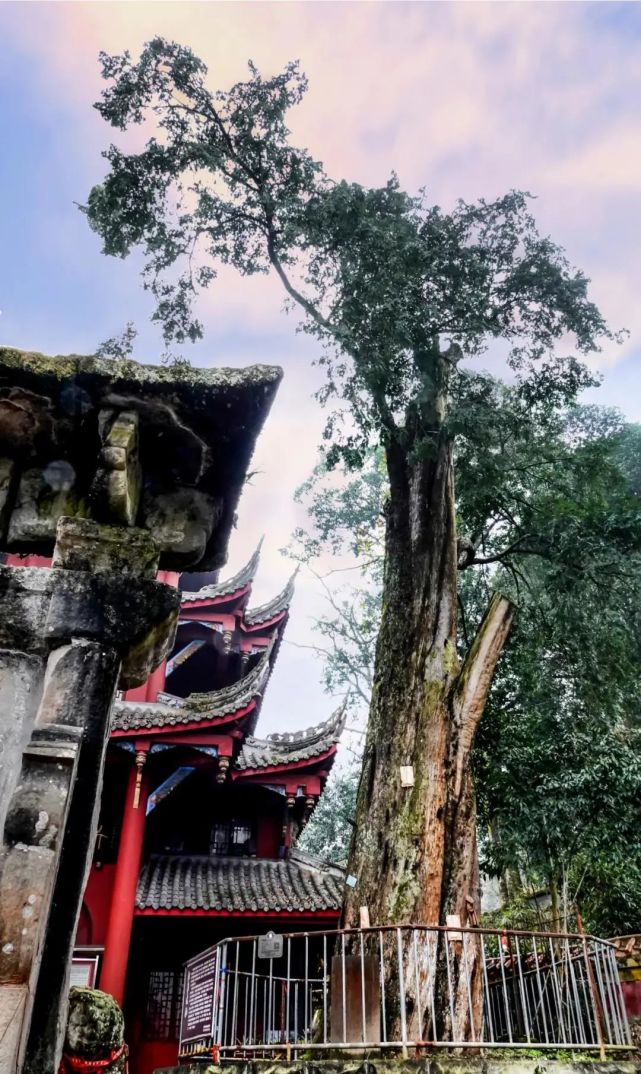 在成都大邑接王寺,现存有一棵树龄长达1850年以上的红豆杉树王.