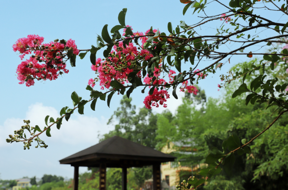 惊艳!武胜这里的紫薇花太美了