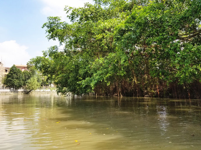 独木成林的水榕树,缓缓流淌的小河流,灵动活泼的小鸟儿,树与水相融,鸟