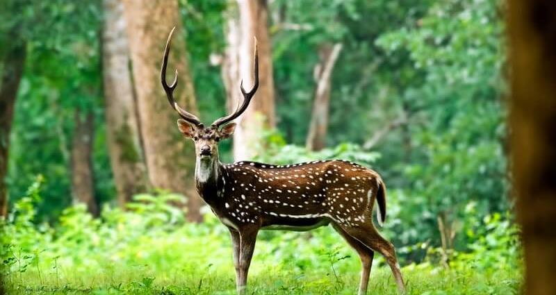 1867年 夏威夷国王收到8头斑鹿却放生 一场物种入侵开始了 腾讯新闻