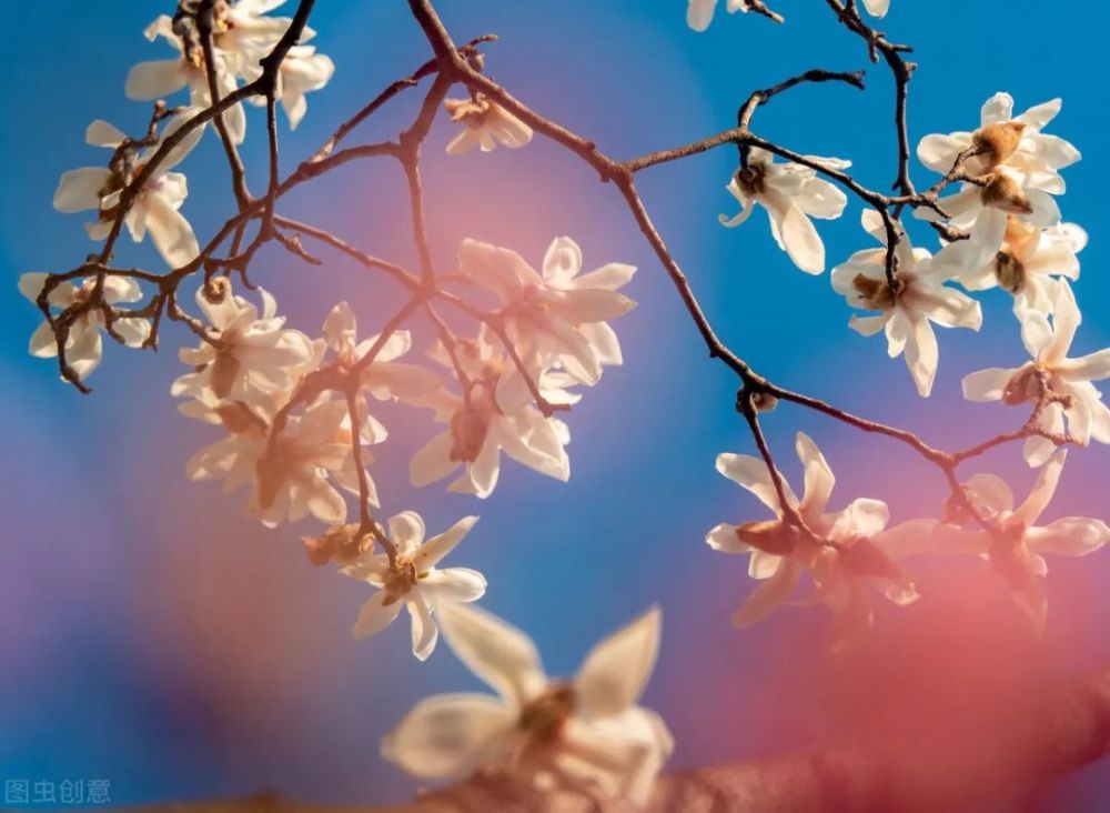 阳光干净的治愈系文案