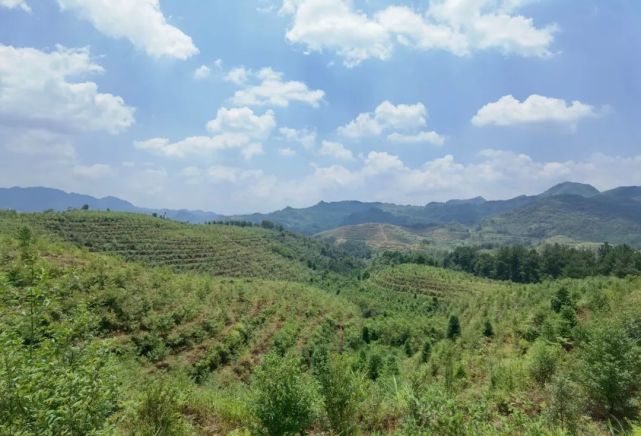 湖南山苍子种植基地图片