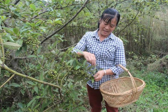 湖南山苍子种植基地图片