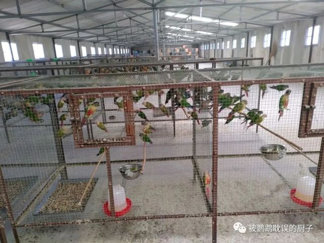 聪明小伙子在家饲养鹦鹉靠这些漂亮鹦鹉年入几十万