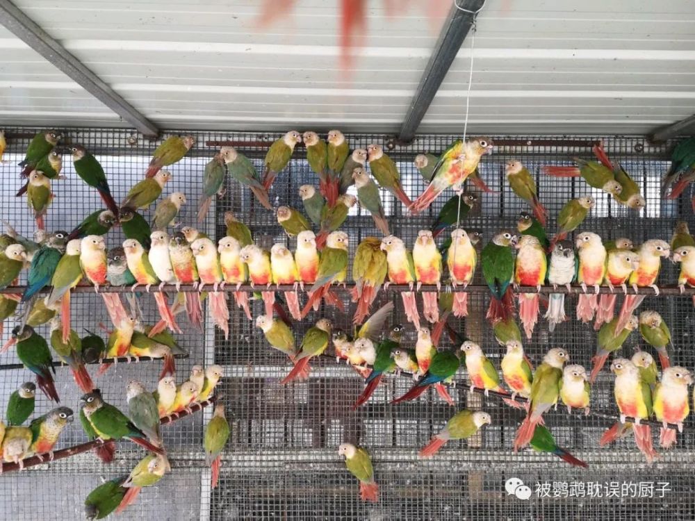 聪明小伙子在家饲养鹦鹉靠这些漂亮鹦鹉年入几十万