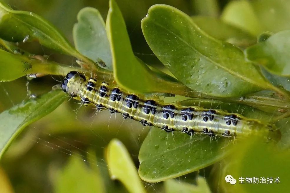 为了应对植物的化学防御,植食性昆虫会通过逃避,解毒以及选贮