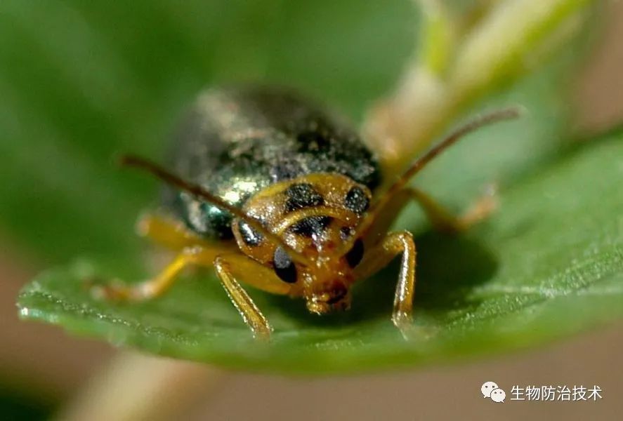 植物與植食性害蟲的分子互作:基礎與應用_騰訊新聞