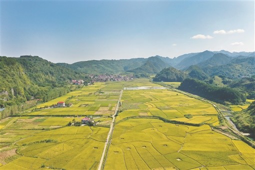 辰溪县田湾镇田湾村稻香鱼肥人欢
