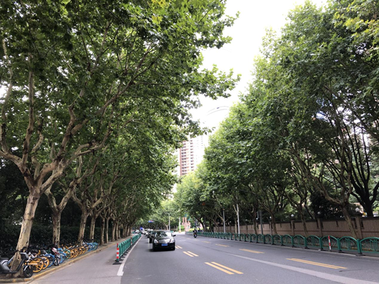 浦明路(張楊路—東昌路) 懸鈴木